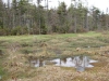 Wetland between Sunshine and Muskrat Ponds